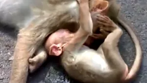 VIDEO cutremurător. Cum îşi plânge un pui de maimuţă mama moartă