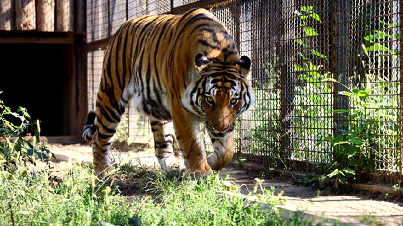 Intrare gratuită, sâmbătă, la Grădina Zoologică Bucureşti