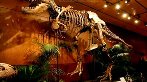 DOVADA care confirmă faptul că TIRANOZAURUL era un prădător feroce