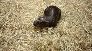 Hipopotam pigmeu „incredibil de rar” născut la grădina zoologică din Edinburgh