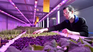 VIDEO. Fermierii îşi mută culturile în interior