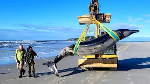 Cea mai rară balenă din lume, găsită pe o plajă din Noua Zeelandă