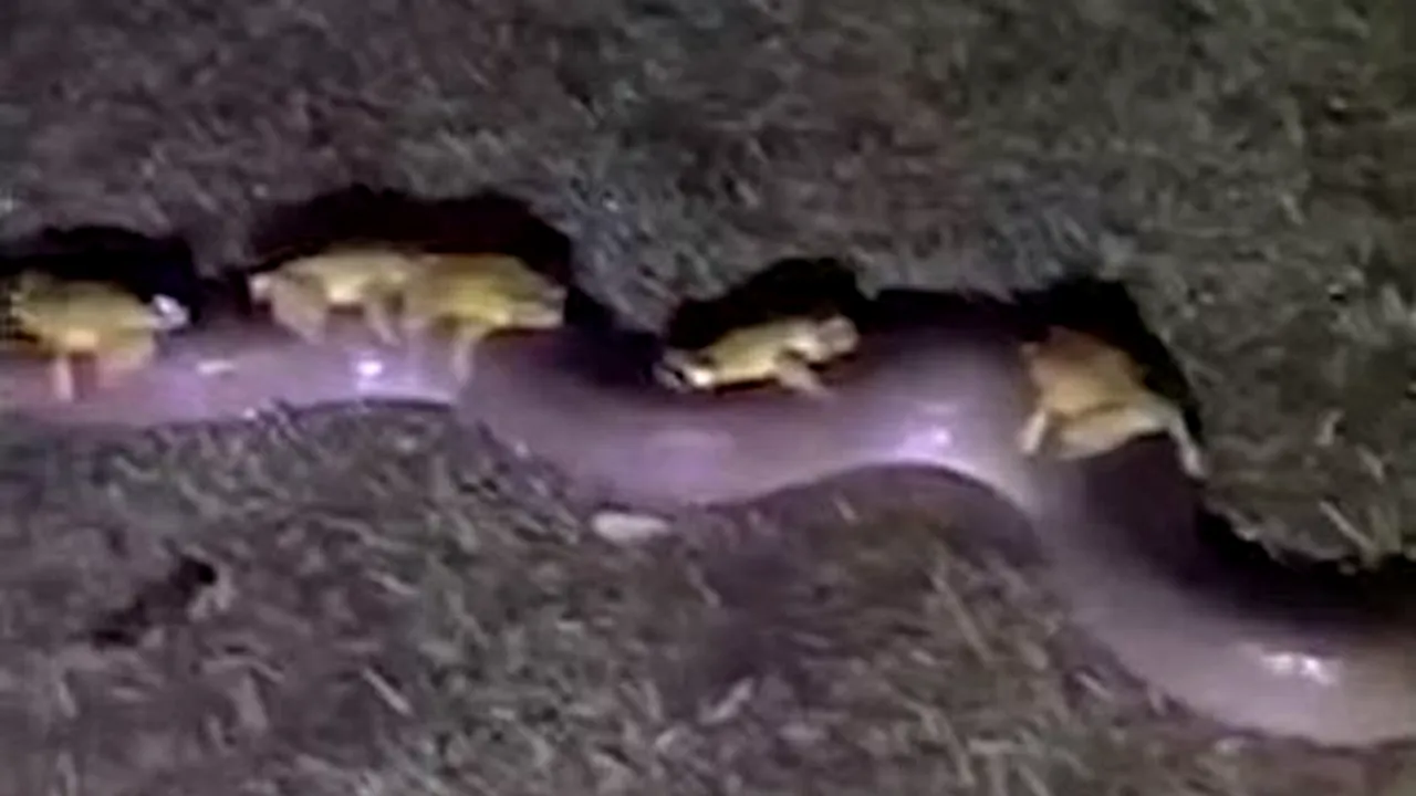 Un piton uriaş, cu zece „pasageri” neaşteptaţi pe spate, a fost filmat în Australia după nişte inundaţii | VIDEO VIRAL