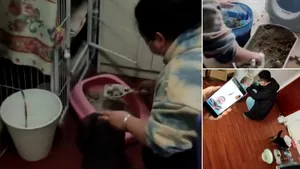 „Lumea fără noi”. Încă o tragedie se petrece în Wuhan în aceste zile: zeci de mii de animale de companie riscă şi ele să moară