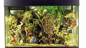 Ieşenii, obligaţi să ţină peştii în acvarii opace