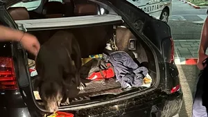 Surpriză la fast-food. Doi câini Amstaff au „confiscat” portbagajul unei maşini din Galați