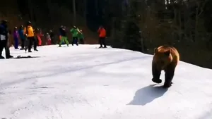 VIDEO Un urs jucăuş i-a pus pe turişti într-o situaţie inedită. Finalul cursei în josul pârtiei, după ce un schior curajos l-a ademenit pe „Moş Martin” 