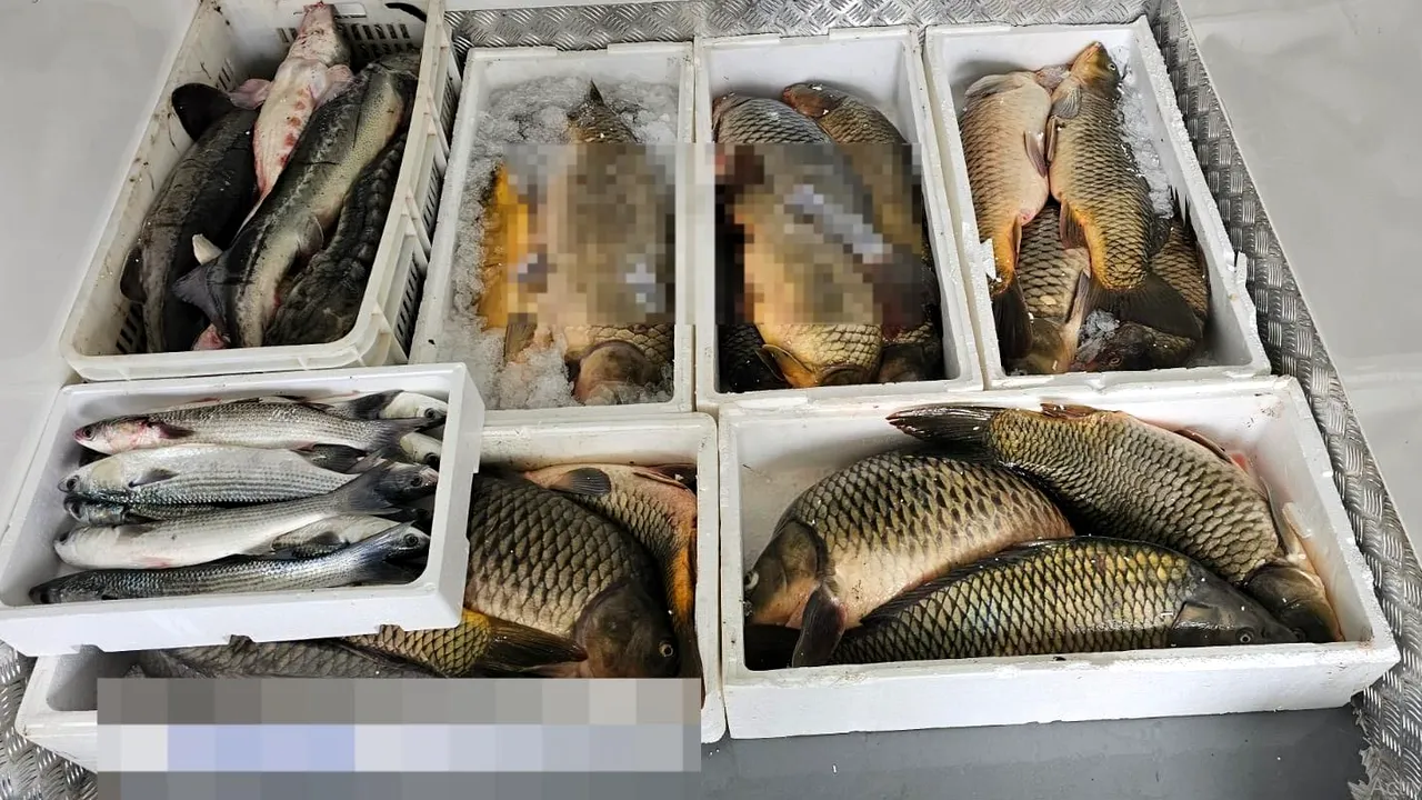 Poliţiştii au confiscat aproape 1,5 tone de peşte, între care sturion şi nisetru