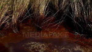 Insule din largul statelor Alabama şi Mississippi, afectate de pete de petrol