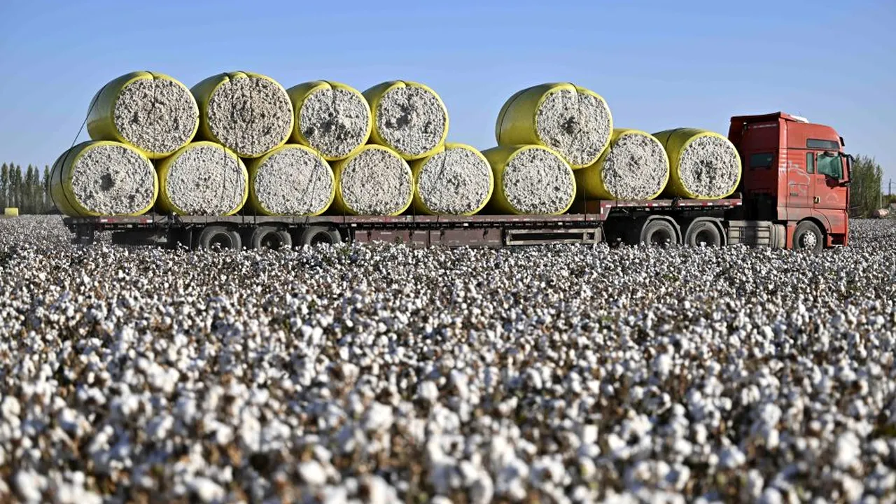 Piața bumbacului, în scădere alarmantă. Producția s-a redus în SUA, Pakistan și Sudan