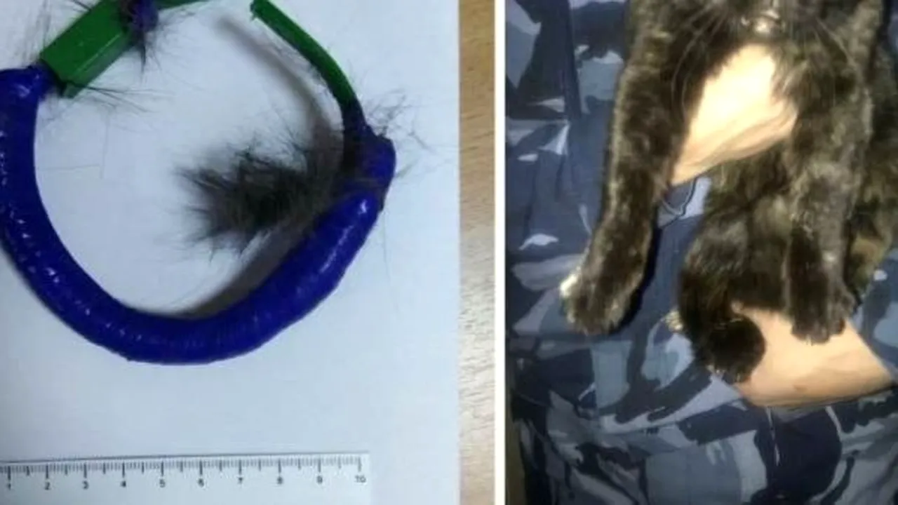 O pisică din Rusia a fost „arestată” pentru „serviciile” făcute deţinuţilor