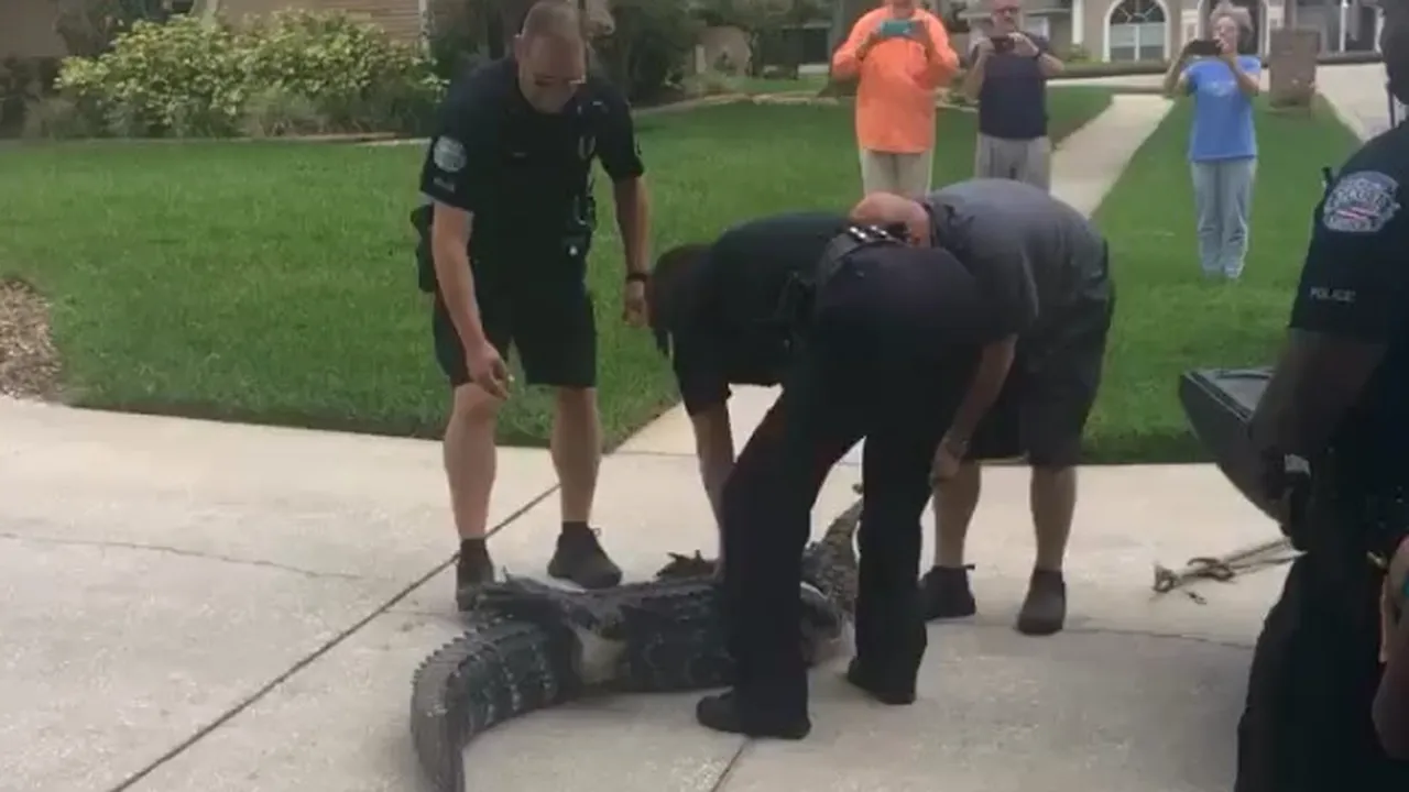 MOMENTE DE GROAZĂ în Florida: Un aligator a atacat cu botul un poliţist în timp ce era transportat. Bărbatul a leşinat | VIDEO
