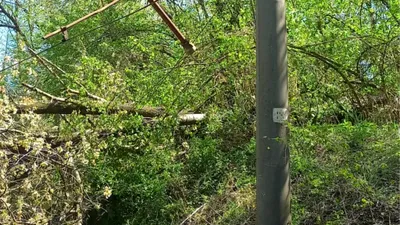 NEWS ALERT CFR: Circulația trenurilor oprită temporar pe două trasee din țară, din cauza copacilor căzuți