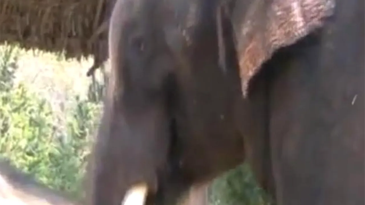 Un elefant coreean poate să imite limbajul uman - VIDEO
