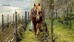 VIDEO Cele mai bune 10 podgorii din lume în 2021. Bulgaria şi-a găsit loc în selectul top