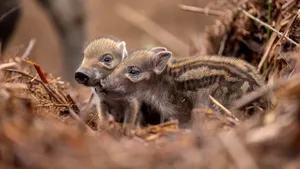 Doi pui de mistreţ au supravieţuit după ce au căzut de la o înălţime de 50 de metri