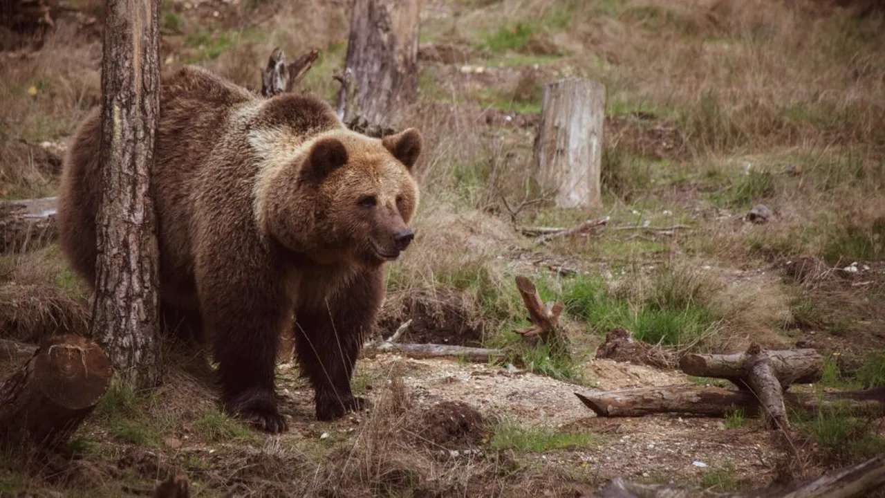 Urs, văzut într-o comună din Alba. Jandarmii intervin pentru a goni animalul