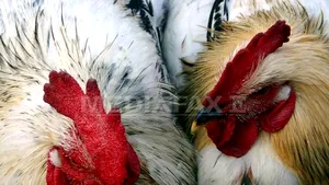 Reclamaţii la Protecţia Consumatorului: O găină tristă şi o femeie care ar fi fost atacată info-energetic