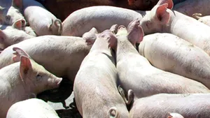 Romania May Resume Swine Exports In July