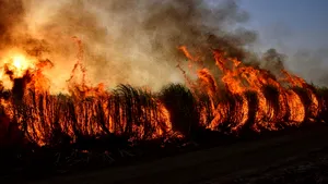 Nu doar plămânii sunt afectați. Ce efecte are fumul incendiilor forestiere asupra organismului