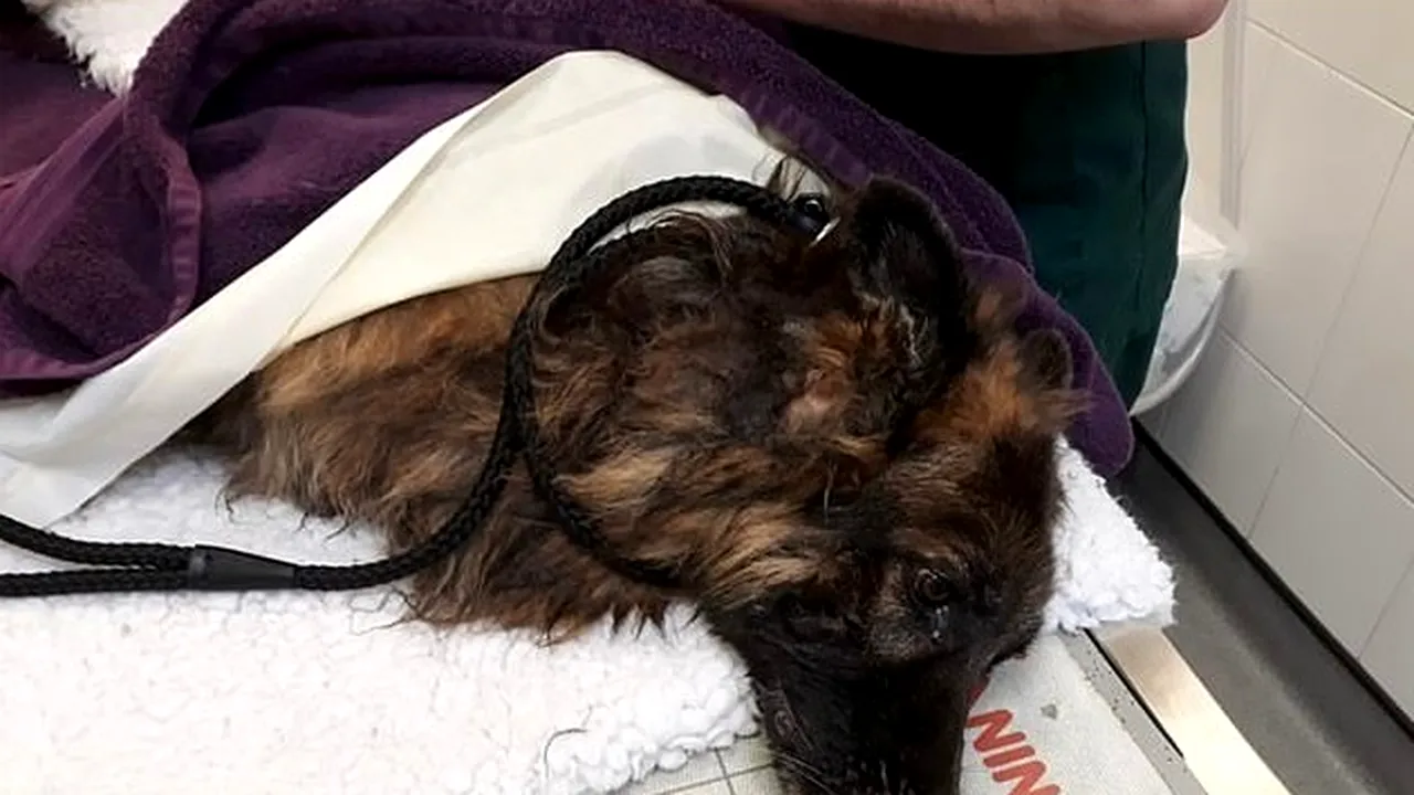 Au legat o piatră de gâtul câinelui şi l-au aruncat în râu. Ce s-a întâmplat cu cei doi englezi după ce animalul a fost salvat