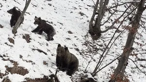 Doi urşi au fost filmaţi în timp ce inspectează o cameră de monitorizare a faunei 