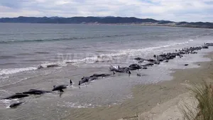 Peste 100 de balene au murit după ce au eşuat pe o plajă din Noua Zeelandă