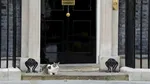 Mai rezistent decât premierii britanici. Larry, motanul de la Downing Street, bifează încă un mandat