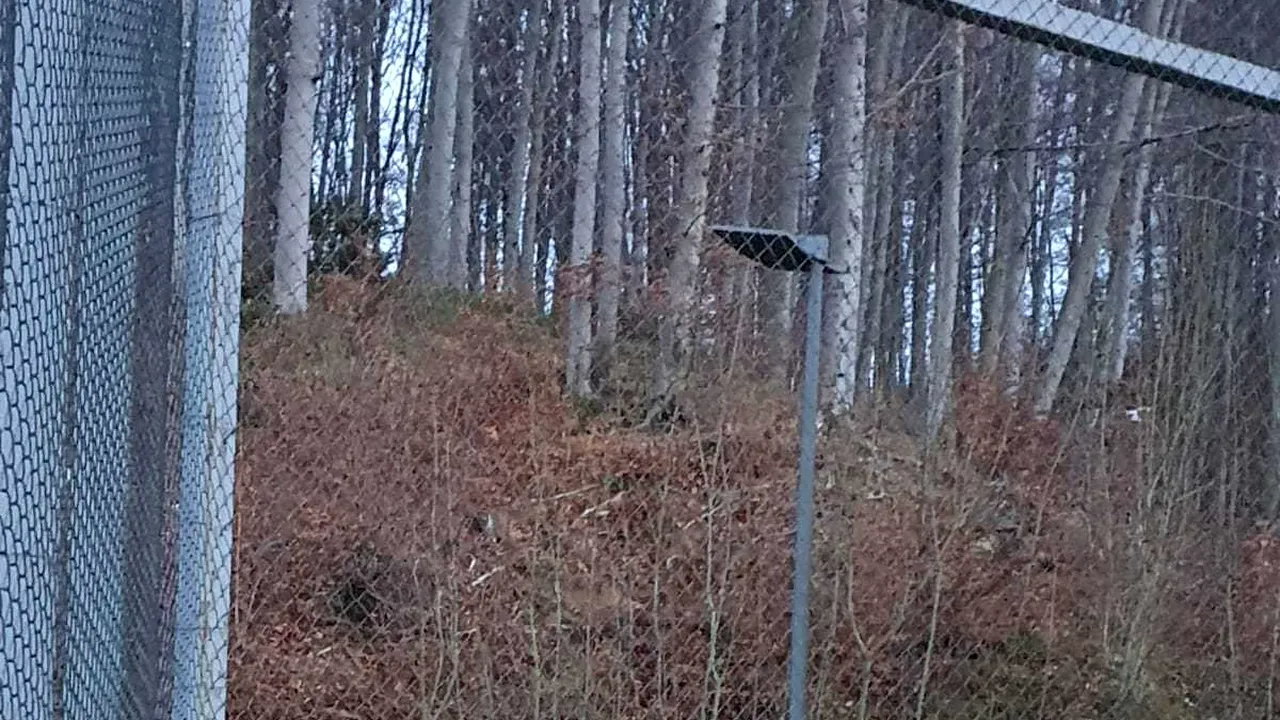 Leoparzii zăpezilor, Amalia şi Aslan, vor putea fi vizitaţi la Zoo Braşov