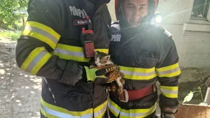 Misiune reușită: Pui de pisică, salvat de pompieri dintr-o fântână de 4 metri