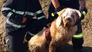 FOTO Un câine Saint-Bernard orb s-a ghidat după vocea unui pompier şi a fost salvat dintr-un lac
