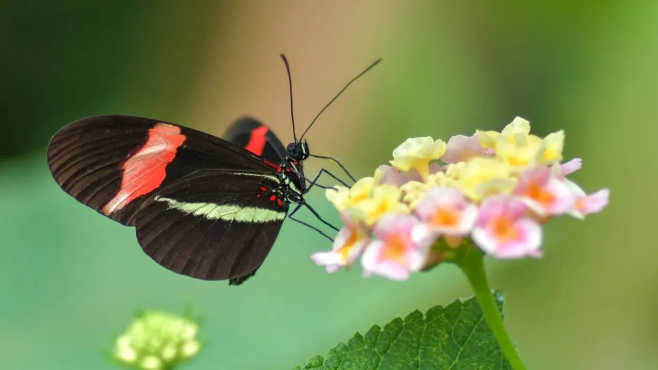 Secretul longevității ascuns într-un fluture tropical