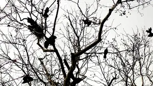 Primarul Timişoarei: Nu pot alunga ciorile din centrul oraşului, sunt inteligente şi punctuale