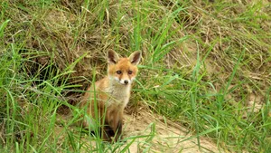 Fără mângâieri, dar cu multă grijă: cum sunt îngrijite animalele sălbatice într-un spital