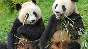 Ultimii doi panda din Japonia pleacă spre China