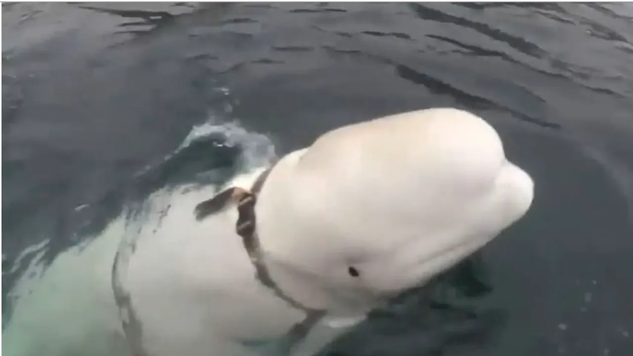 Rusia, acuzată că a dresat balene să spioneze. Descoperirea incredibilă făcută de un pescar norvegian | VIDEO
