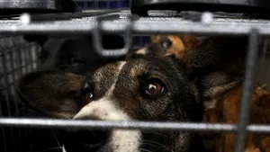 O femeie de 87 de ani a murit după ce câinele său a muşcat-o de gât, mâini şi picioare