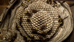 O familie din Italia a fost invadată de viespi. În coșul de fum se ascundea un cuib uriaș, cu 4.000 de insecte