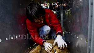 Nuţu Cămătaru, catalogat gangster în presa internaţională. Ştirea despre leii şi urşii de la locuinţa lui Ion Balint, relatată în mai multe publicaţii