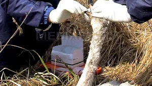 Bird Flu Strain Detected In Danube Delta