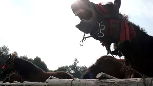 Un argeşean şi-a bătut calul şi l-a tranşat în mijlocul drumului- VIDEO