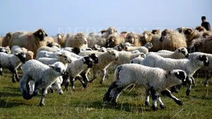Constantin: Crescătorii de ovine vor primi un ajutor suplimentar de 4,5 euro pentru fiecare animal