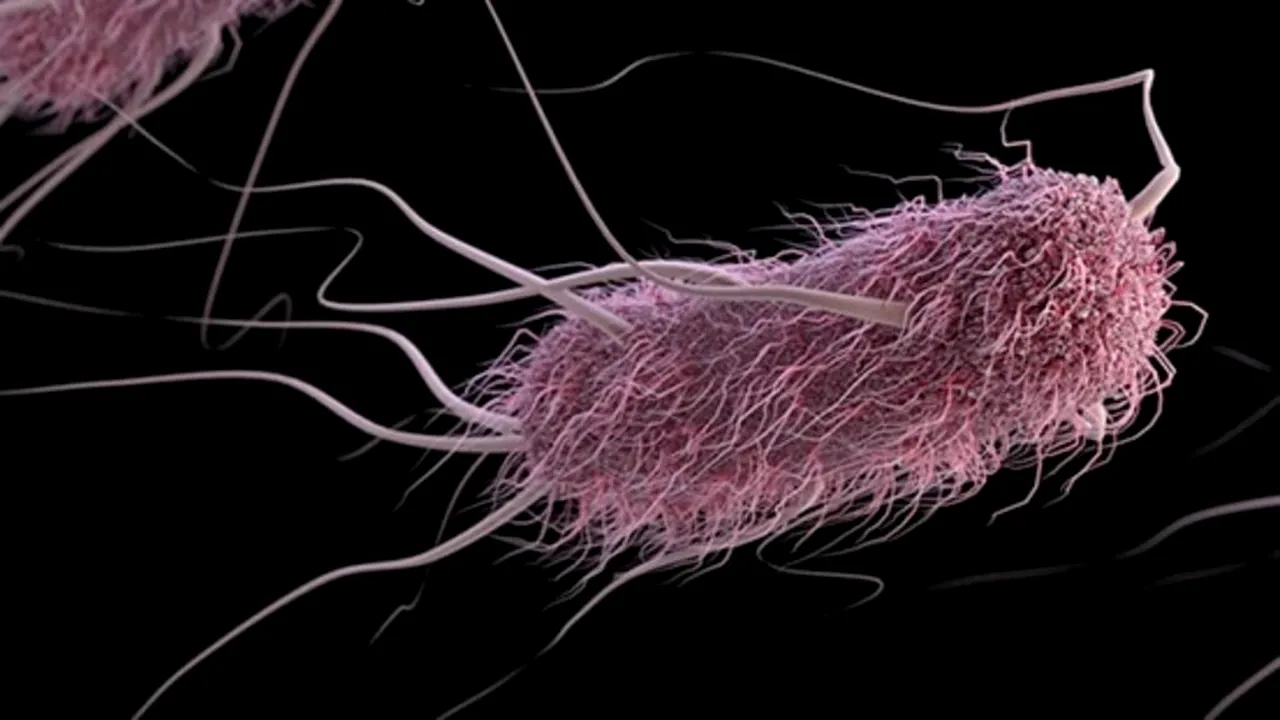 Una din șase infecții bacteriene este acum rezistentă la antibiotice
