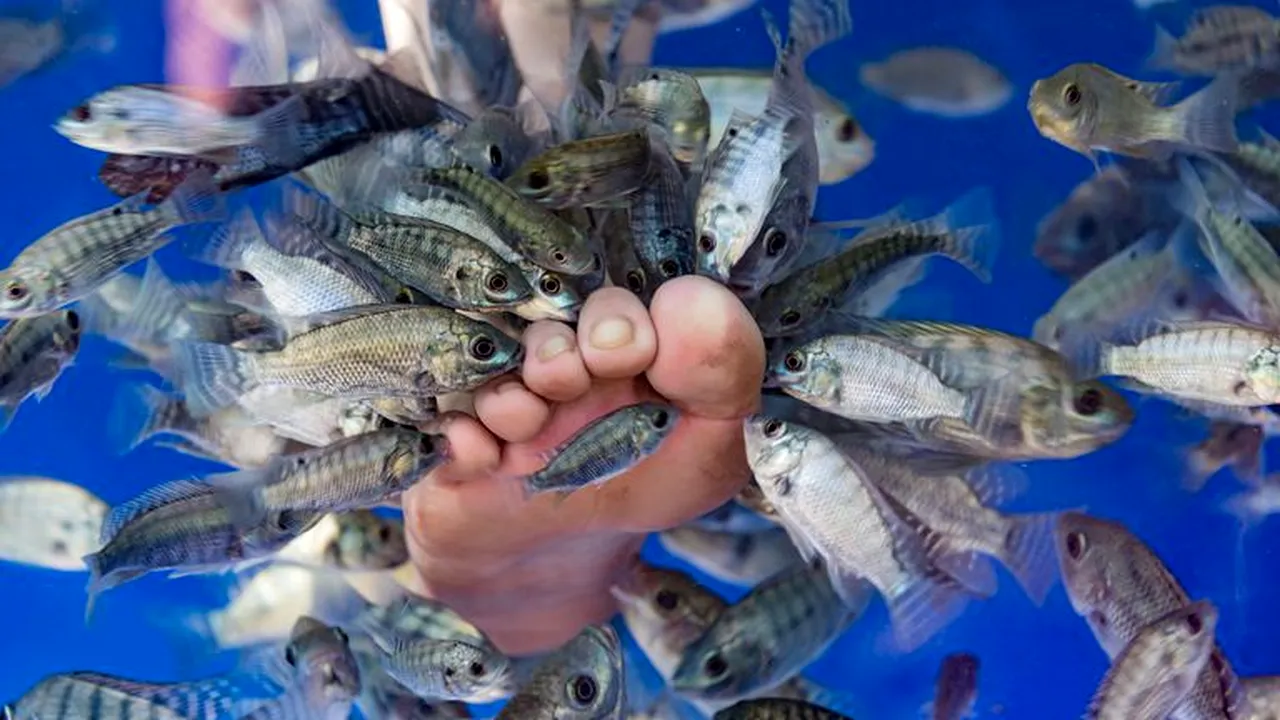 O femeie susţine că şi-a pierdut unghiile de la picioare după o şedinţă de pedichiură cu peşti