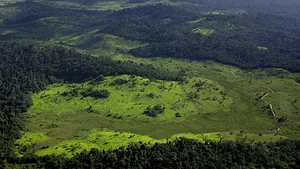 În Amazonia, o nouă specie este descoperită la fiecare trei zile