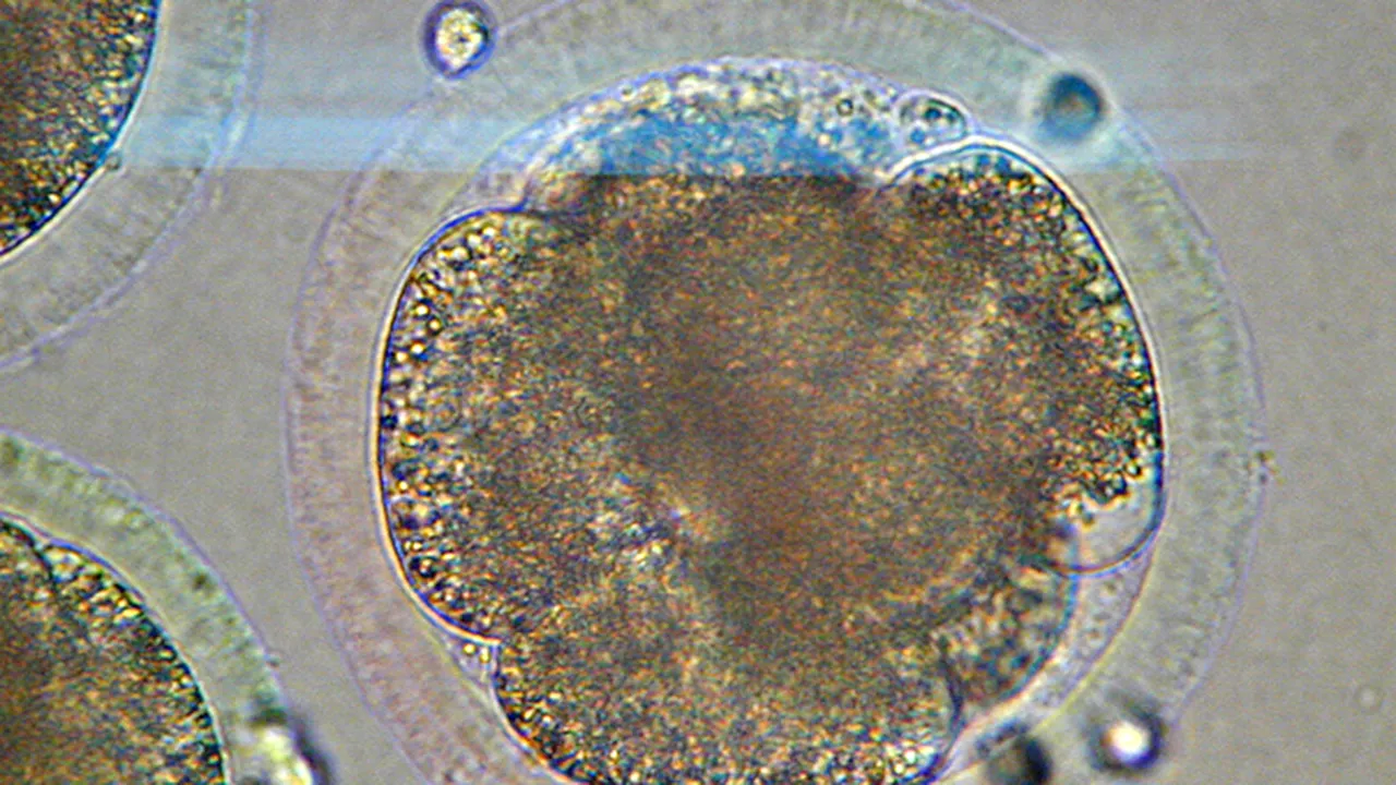 Vezi aici criteriile de includere în programul de fertilizare in vitro - VIDEO