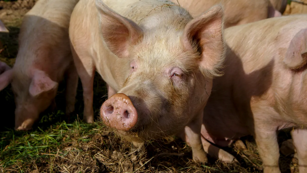 Oamenii de ştiinţă au identificat un nou virus cu potenţial pandemic în China