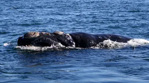 Bacterie suspectată în moartea a sute de pui de balenă în Patagonia argentiniană