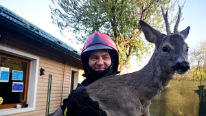 VIDEO | Pui de căprioară, salvat de pompierii din Argeş: Animalul zăcea nemişcat, cu răni în partea inferioară a corpului