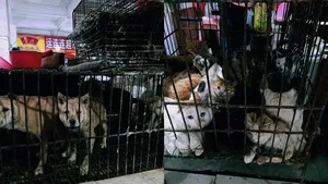 Liliecii, câinii şi pisicile se vând din nou în pieţele din China. Beijingul nu a înţeles nimic din Coronavirus